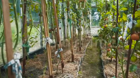有绿色西红柿的树枝家庭温室视频的预览图