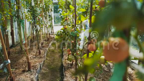 有绿色西红柿的树枝家庭温室视频的预览图