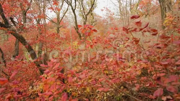 美丽秋季森林安排视频的预览图