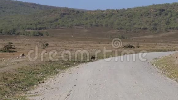 这只猴子在旱季沿着非洲大草原的道路走视频的预览图