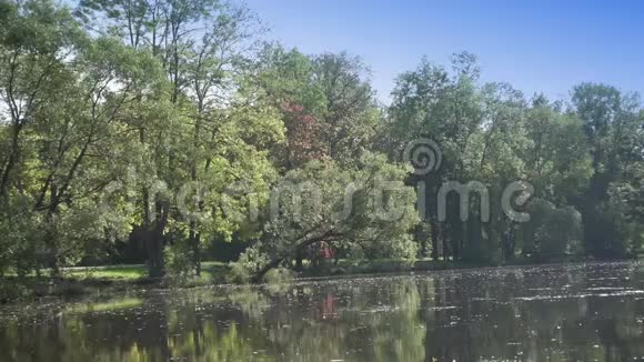 夏天阳光明媚的一天树叶从一棵树上落下来森林湖的景观视频的预览图