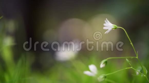 嫩白的花在绿草中在微弱的风中摇曳视频的预览图