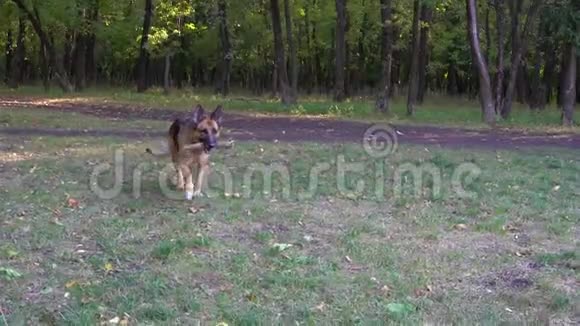 德国牧羊犬在秋天的森林里玩棍子视频的预览图