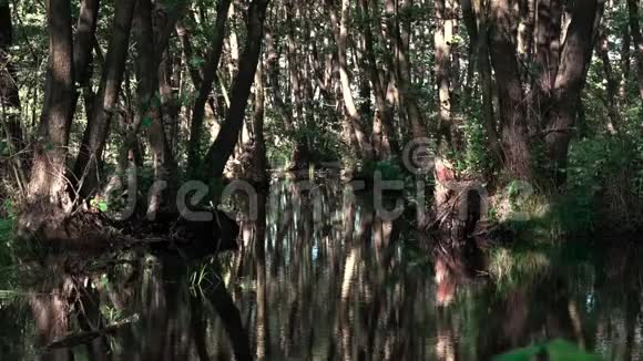 在沼泽里玩光南部地区奥尔德是红色的视频的预览图