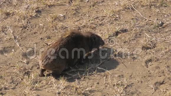 非洲岩石鬣狗在尘土飞扬的土地上咀嚼和寻找食物视频的预览图