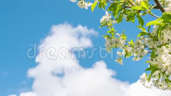 云流过美丽的春花在树枝上视频的预览图