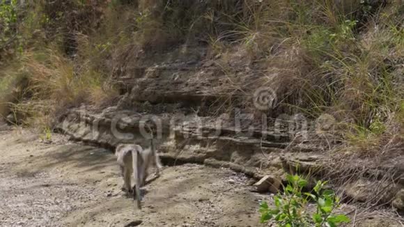 猴子带着孩子离开镜头来到干涸河床上的峡谷视频的预览图
