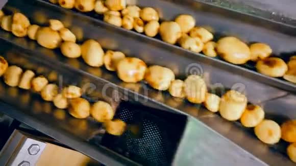 工厂输送机移动剥皮土豆将其分类为食品视频的预览图