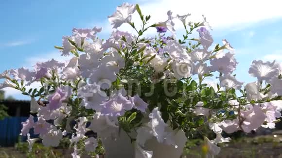 有花的舒适庭院紫色矮牵牛在夏天的花园里绽放特写镜头鲜花生意美丽的花朵视频的预览图