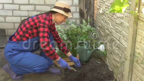 园丁在土壤中种植薄荷幼苗视频的预览图