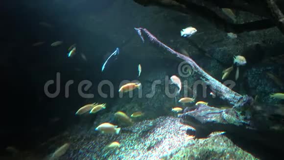 色彩斑斓的鱼在黑暗深处的岩石附近漂浮视频的预览图