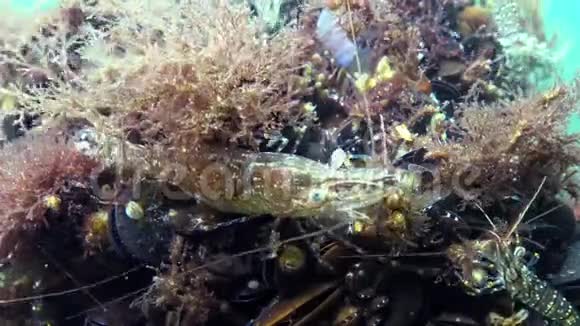 虾藏在贻贝中波罗的海虾海虾棕榈视频的预览图