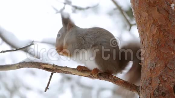 松鼠吃松枝上的坚果视频的预览图