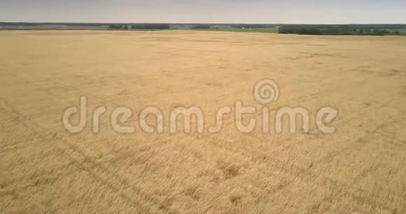 空中视野充满了在风中摇曳的麦秆视频的预览图