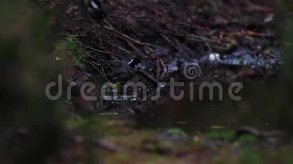 一个秋天的下午佩里帕鲁斯阿特在一个林地池里洗澡视频的预览图