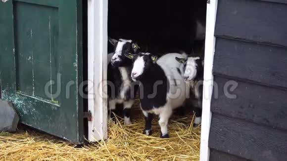黑白荷兰黄色山羊在谷仓里吃干草视频的预览图