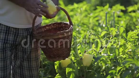 近景农夫照看他的花园拿着柳条篮子走到一片胡椒丛看着已经剪好的视频的预览图
