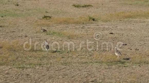 非洲大草原上的三只黑肚胸啄甲虫视频的预览图