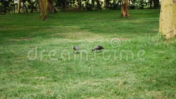 两只在青草地皂荚丛中的空地上寻找食物视频的预览图
