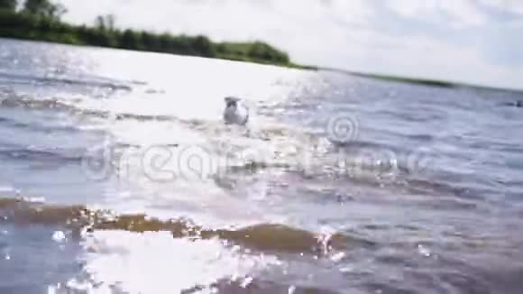可爱的小白狗在水中奔跑取回树枝然后回来视频的预览图