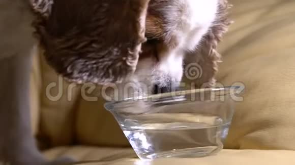 狗骑士在皮椅上饮水视频的预览图