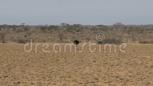 非洲鸵鸟在干旱的草地上寻找食物视频的预览图