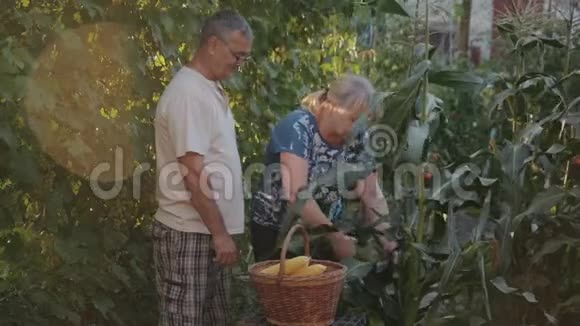 农夫的丈夫和妻子在艰难困苦中带着爱工作女人找到了成熟的玉米撕开了果实给了它视频的预览图
