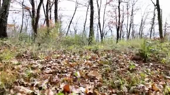 在树林里干燥的叶子之间移动视频的预览图