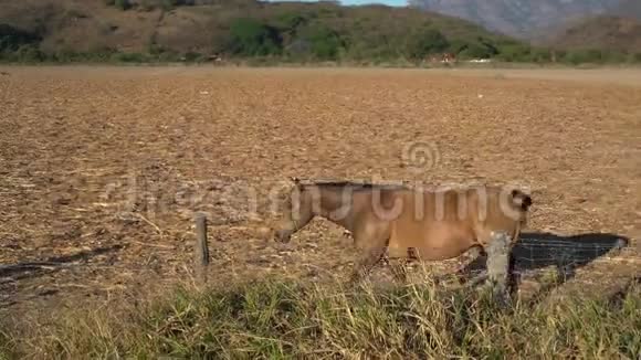 一匹棕色的马在神奇的墨西哥马斯科塔镇平静地穿过农村视频的预览图
