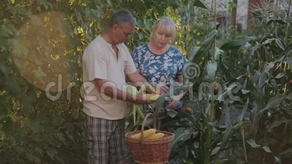 一个男人和一个女人建立了自己的农场种植了一个收获现在收集了成熟的玉米农夫技艺精湛视频的预览图