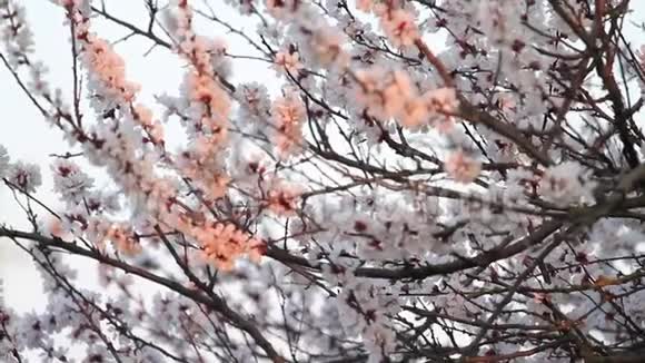 春天的杏花在第一缕阳光下视频的预览图