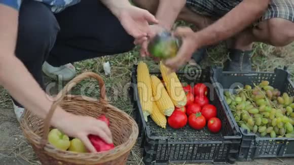 一家农民在他们的花园里工作种植有机和天然蔬菜水果和浆果收获他们的果实视频的预览图