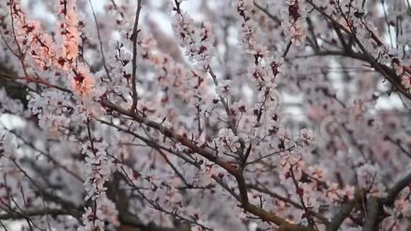 初阳的杏花视频的预览图
