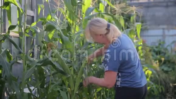 一个女农场主在她的田地里收集玉米她把玉米芯撕下来摘下树叶看着她的玉米芯视频的预览图