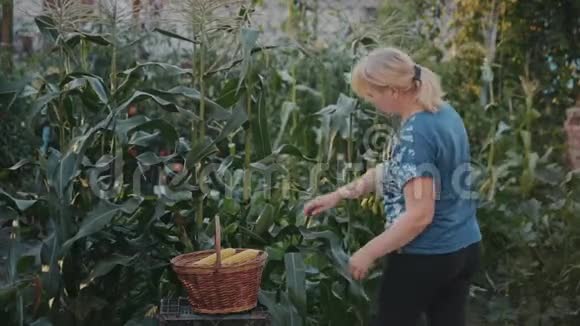 一个农夫一个女人在玉米地里收割庄稼把谷壳和叶子的头洗干净放进篮子里视频的预览图
