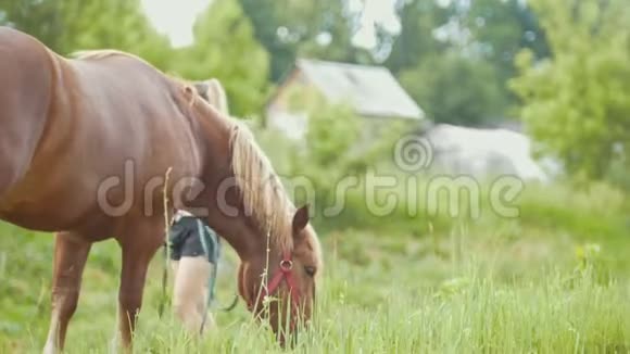 棕色的马吃草在农村散步女人看着她视频的预览图