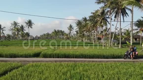 在巴厘岛乌布德镇两名游客骑着摩托车穿过郁郁葱葱的绿色稻田视频的预览图
