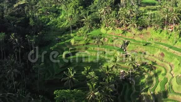 在美妙的景观之上飞翔在朝阳下鸟瞰绿米梯田和热带雨林巴厘视频的预览图