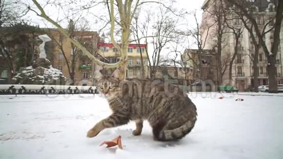 冬天流浪猫在老城区敖德萨街上散步视频的预览图