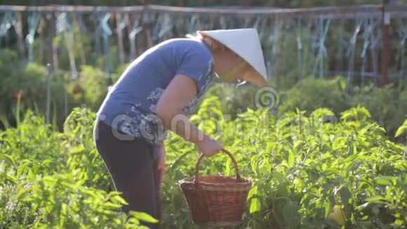 花园里的女人戴着一顶草帽保护自己免受烈日的侵袭手里拿着一个篮子在那里视频的预览图