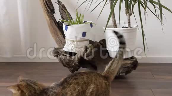 欧洲家猫在家玩一只小乌龟在附近视频的预览图