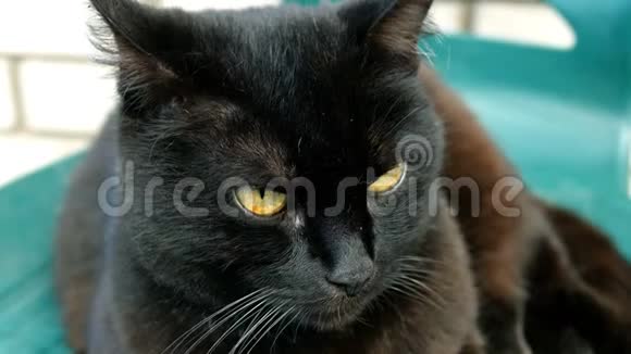 毛茸茸的家黑猫环顾四周眨了眨眼睛转过头来视频的预览图