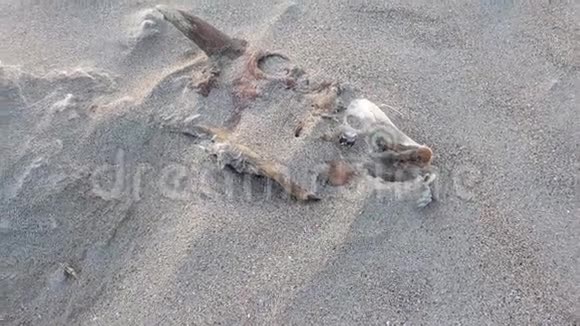 完整的羊骨架躺在爱尔兰唐格尔郡波尔图沙滩上视频的预览图