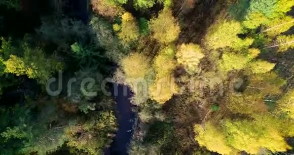 鸟瞰秋天的秋天森林视频的预览图