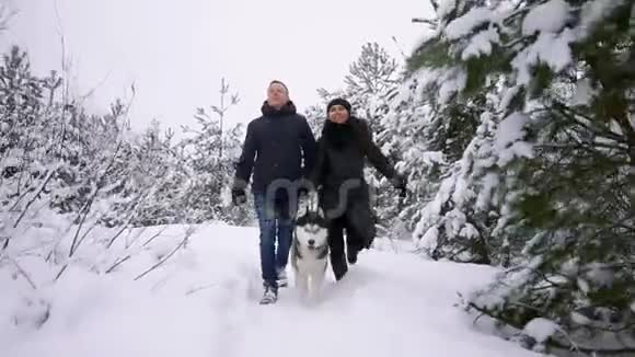 男人和女人在冬天的森林里和西伯利亚哈士奇一起散步玩和扔雪视频的预览图