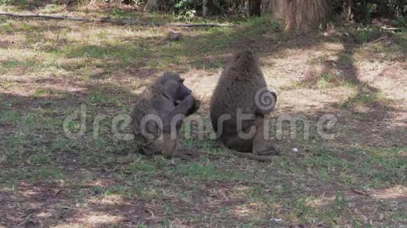 野生非洲猴子坐在树荫下吃东西视频的预览图