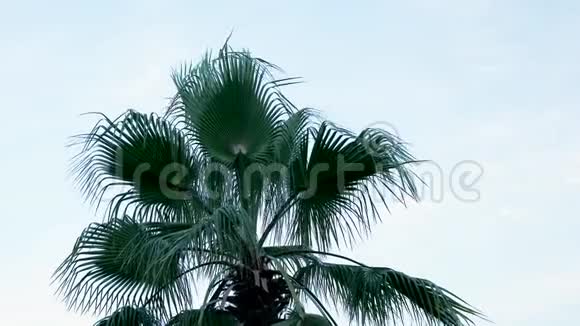 蓝天上的大棕榈树视频的预览图