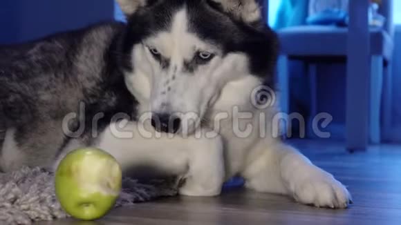 狗玩绿色苹果哈士奇回家了视频的预览图