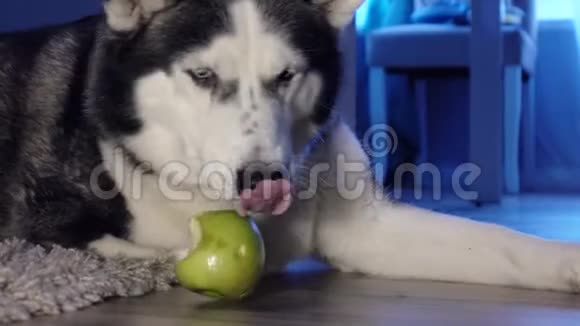 狗玩绿色苹果哈士奇回家了视频的预览图