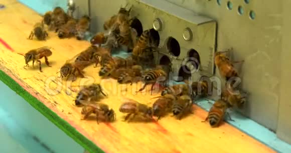 蜂箱里的蜂群视频的预览图
